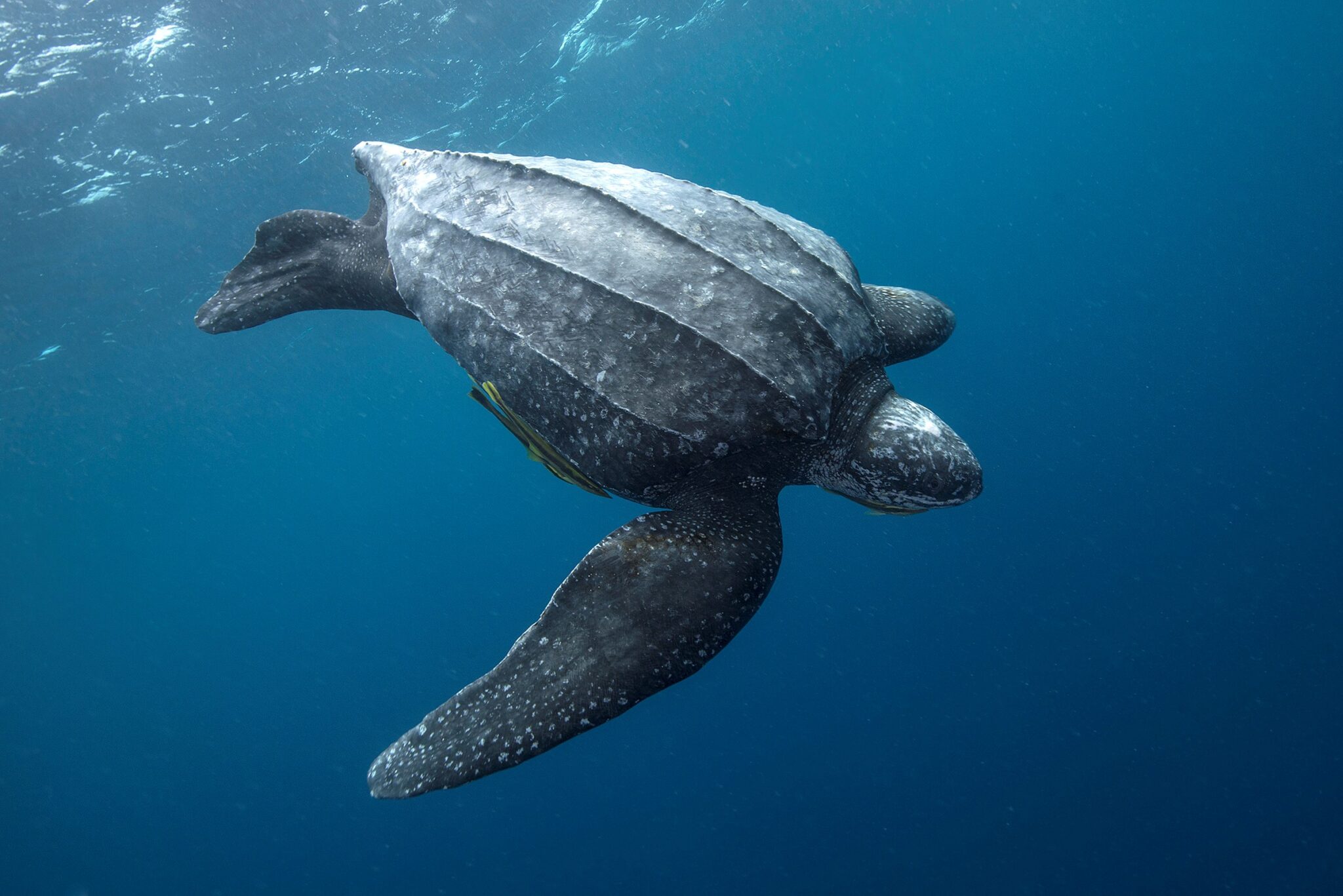 Кожистая морская черепаха